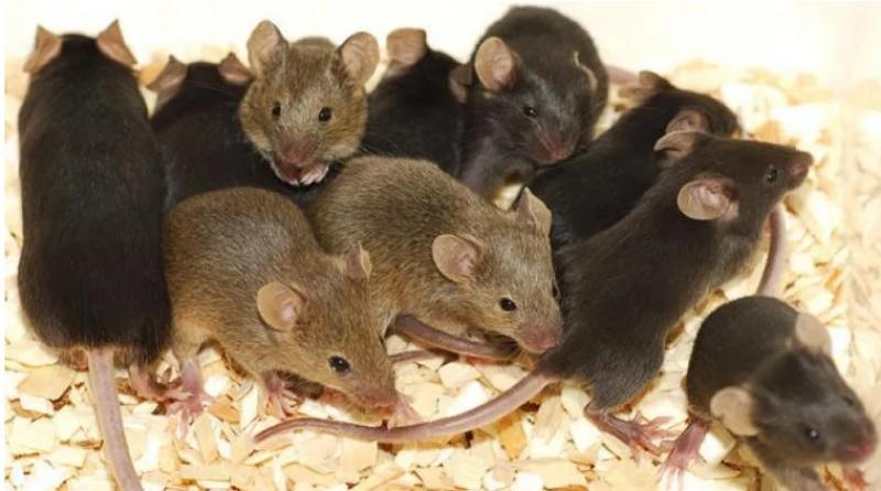 محكمة قنا تعاقب معيد بكلية الطب بالحبس 6 أشهر  وكفالة 50 ألف جنية .. والسبب قتل فئران