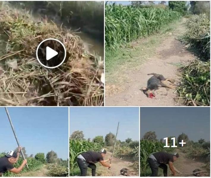 مقطع فيديو لشاب يقتل كلب يثير ضجة علي مواقع التواصل ومطالبات بمحاكمة الشاب