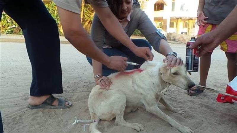 بيطري الجيزة يوجه حملة تطعيم جماعي لكلاب مدينة حدائق الأهرام وأكتوبر