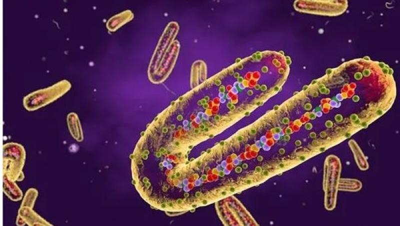 خطير.. بيان من الصحة للمستشفيات بالإبلاغ الفوري عن الحالات المشتبه إصابتها بفيروس ماربورغ